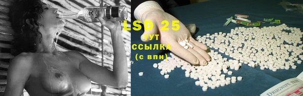 индика Ельня