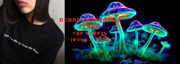 индика Ельня