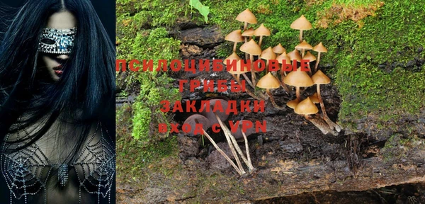 индика Ельня